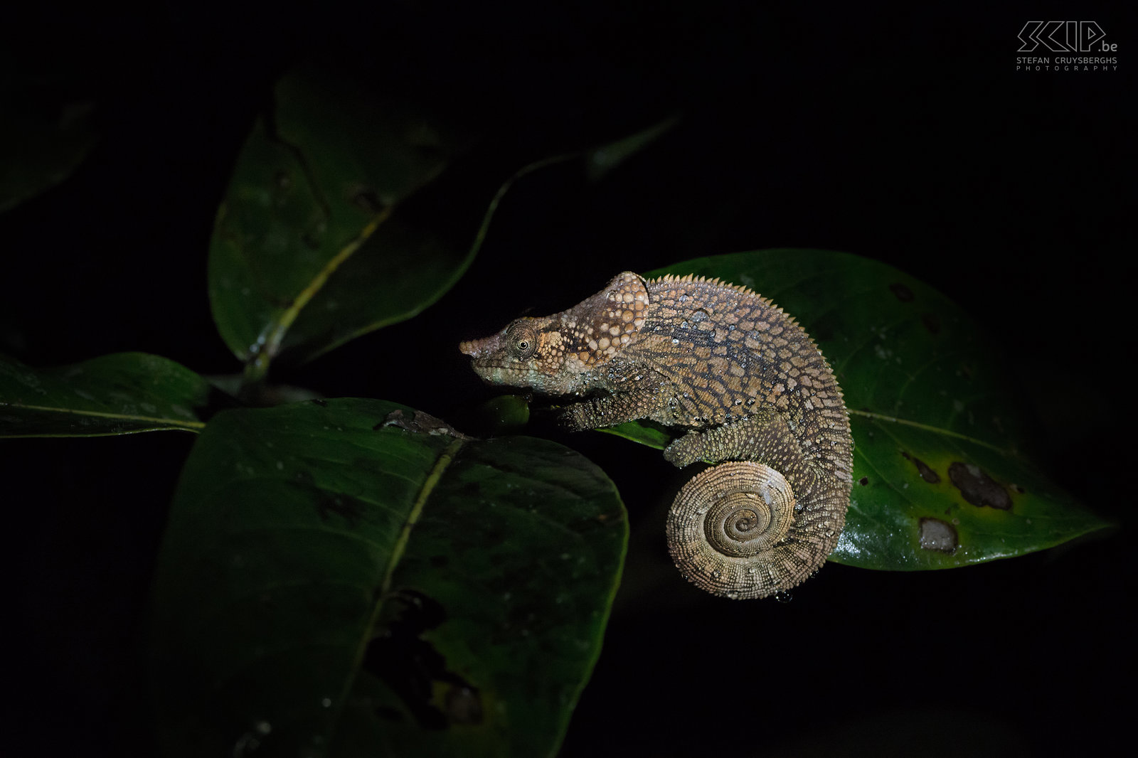 Andasibe - Korthoornkameleon  Mannelijke korthoornkameleon (Short-horned chameleon, Calumma brevicorne). Deze soort heeft grote oorkwabben en de mannetjes hebben een puntneus-achtige hoorn. Stefan Cruysberghs